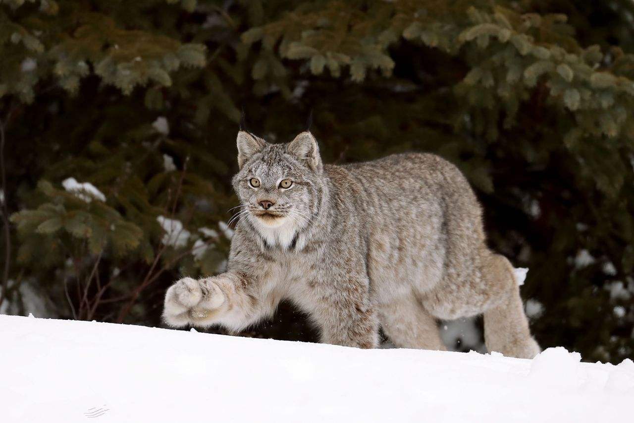 「钟铭聊科学」澳大利亚野兔泛滥成灾，为何不引入野兔的天敌猞猁呢？
