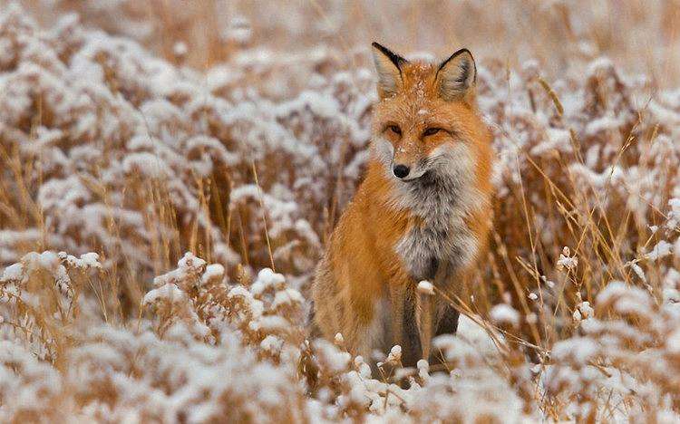 「钟铭聊科学」澳大利亚野兔泛滥成灾，为何不引入野兔的天敌猞猁呢？