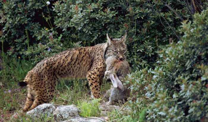 「钟铭聊科学」澳大利亚野兔泛滥成灾，为何不引入野兔的天敌猞猁呢？