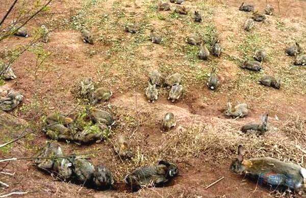 「钟铭聊科学」澳大利亚野兔泛滥成灾，为何不引入野兔的天敌猞猁呢？