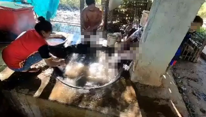 红星新闻■柬埔寨狗肉黑市扩大 动保组织称每年要杀300万条狗