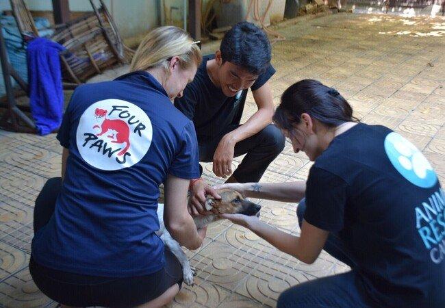 红星新闻■柬埔寨狗肉黑市扩大 动保组织称每年要杀300万条狗