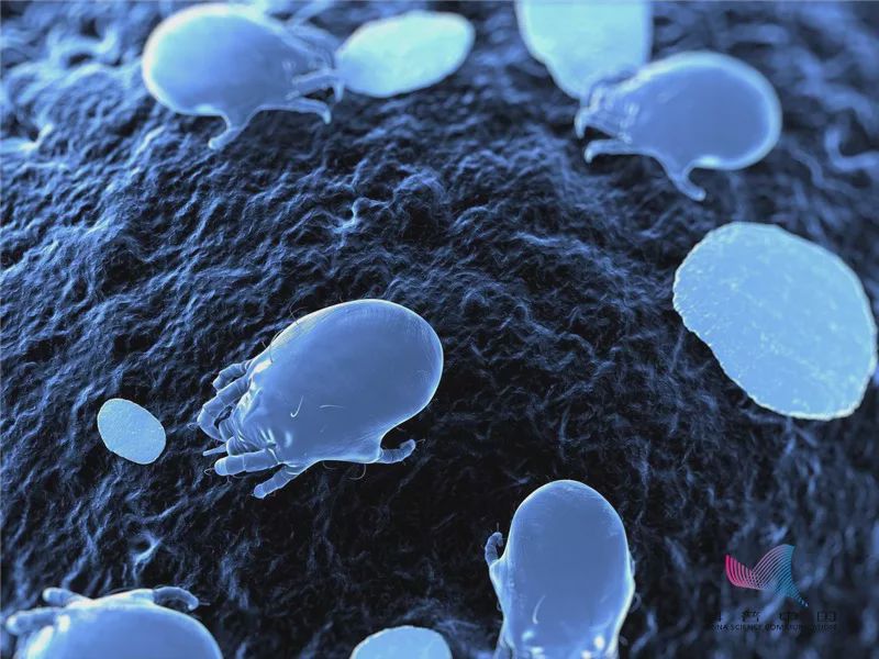 「科普中国」晒完被子的“阳光味”其实是螨虫的尸体味？很多人都不知情