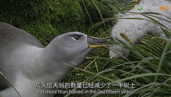 【瞭望智库】冒死拍出的9.8分神作，一亿人看哭了：美丽的背后竟满目疮痍！