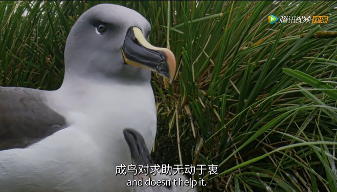 【瞭望智库】冒死拍出的9.8分神作，一亿人看哭了：美丽的背后竟满目疮痍！