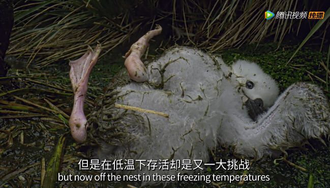 【瞭望智库】冒死拍出的9.8分神作，一亿人看哭了：美丽的背后竟满目疮痍！