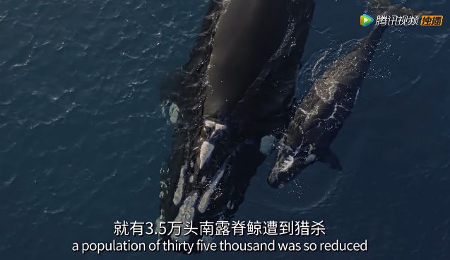 【瞭望智库】冒死拍出的9.8分神作，一亿人看哭了：美丽的背后竟满目疮痍！