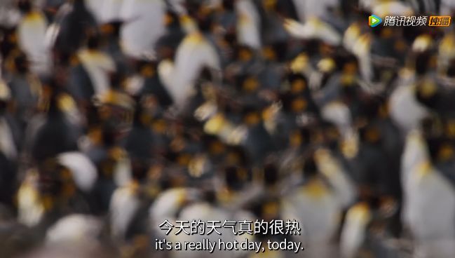 【瞭望智库】冒死拍出的9.8分神作，一亿人看哭了：美丽的背后竟满目疮痍！