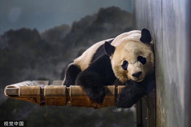 [纵相新闻]美国出生的大熊猫“贝贝”要回中国了！将乘专机吃竹子听音乐