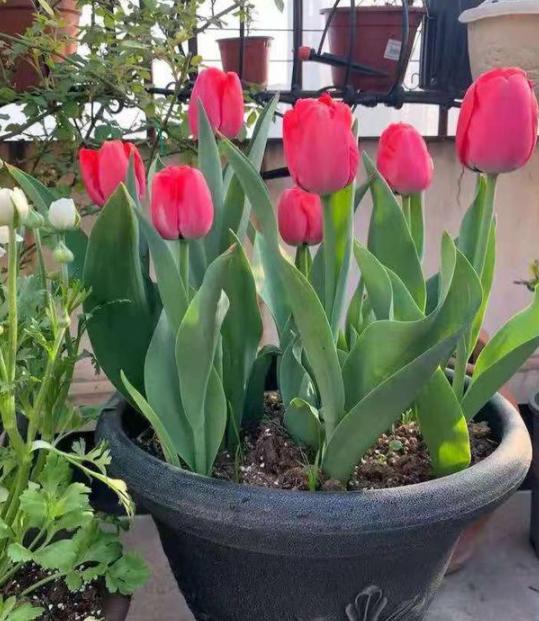 室内土培郁金香如何养护多注意5点寒冬时节顺利开上2个月