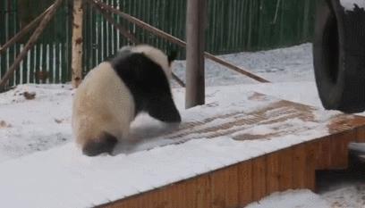 半岛晨报@南方熊猫第一次见到北方大雪……哈哈哈哈哈哈