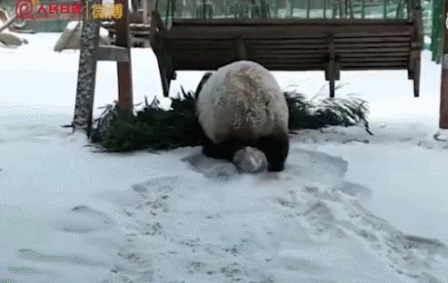半岛晨报@南方熊猫第一次见到北方大雪……哈哈哈哈哈哈