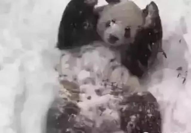 半岛晨报@南方熊猫第一次见到北方大雪……哈哈哈哈哈哈
