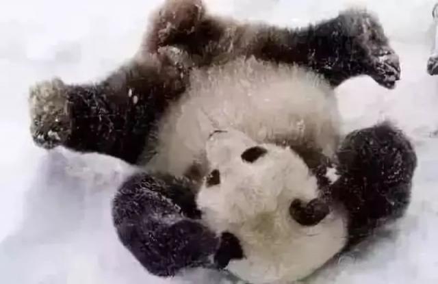 半岛晨报@南方熊猫第一次见到北方大雪……哈哈哈哈哈哈