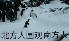 半岛晨报@南方熊猫第一次见到北方大雪……哈哈哈哈哈哈
