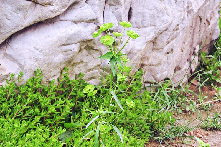 马虎眼草是戟科植物,学名乳浆大戟,又叫乳浆草,烂肠草,烂疤眼,在4,5月