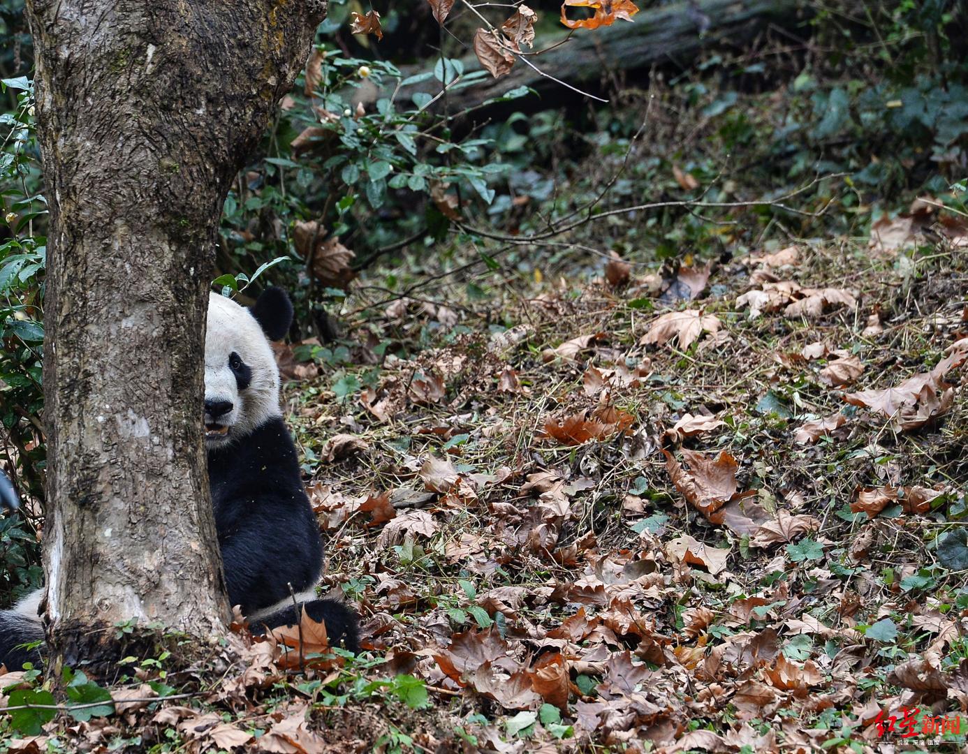 「红星新闻」“大哥、二姐，我回来了” 旅美大熊猫贝贝1个月后将与公众见面