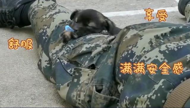 「鄂尔多斯发布」偷亲兵哥哥！没想到你是这样的狗子