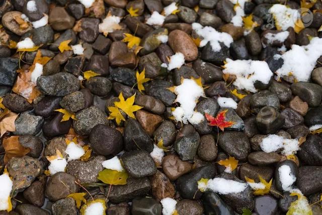 农业科技报：今日小雪｜又是一年将尽时，愿与你共翩跹