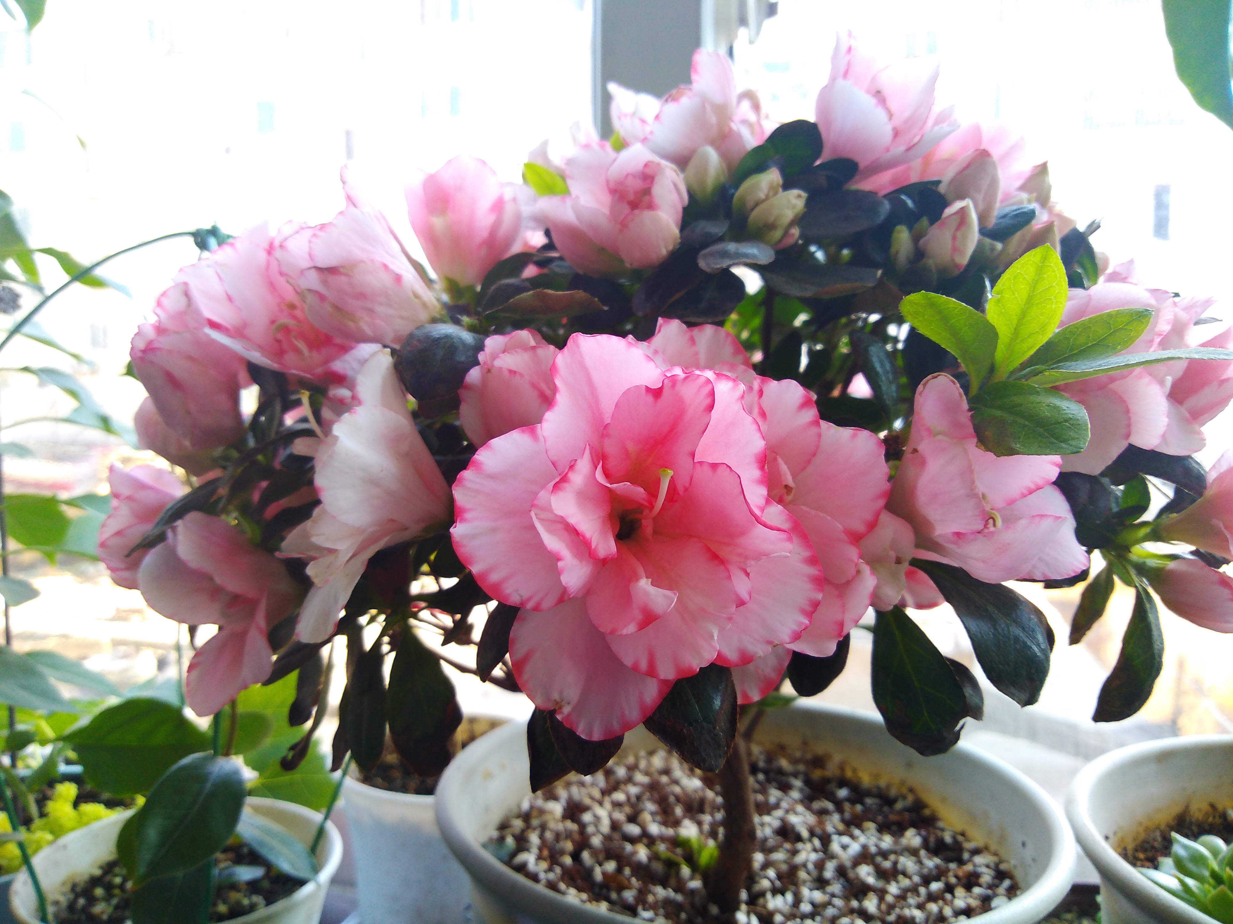 北方也能养好杜鹃花亲测有效