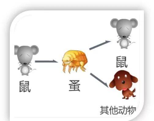 【奈曼旗新闻】「权威解读」关于鼠疫的相关知识