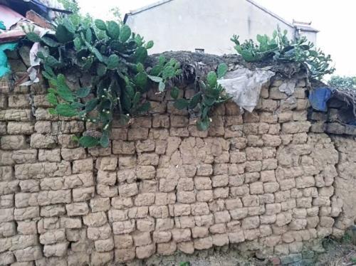 但是为什么在农村的墙头上经常会看到仙人掌呢?