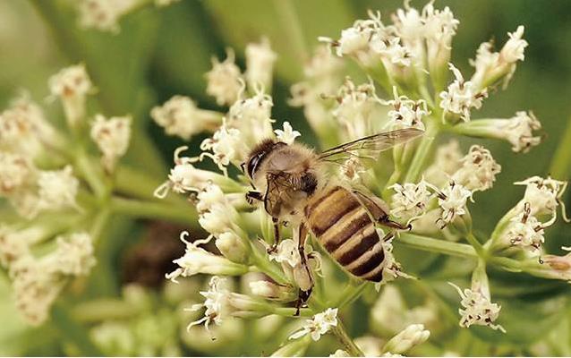 鸭脚木蜂蜜,这种蜂蜜属于闽南特产