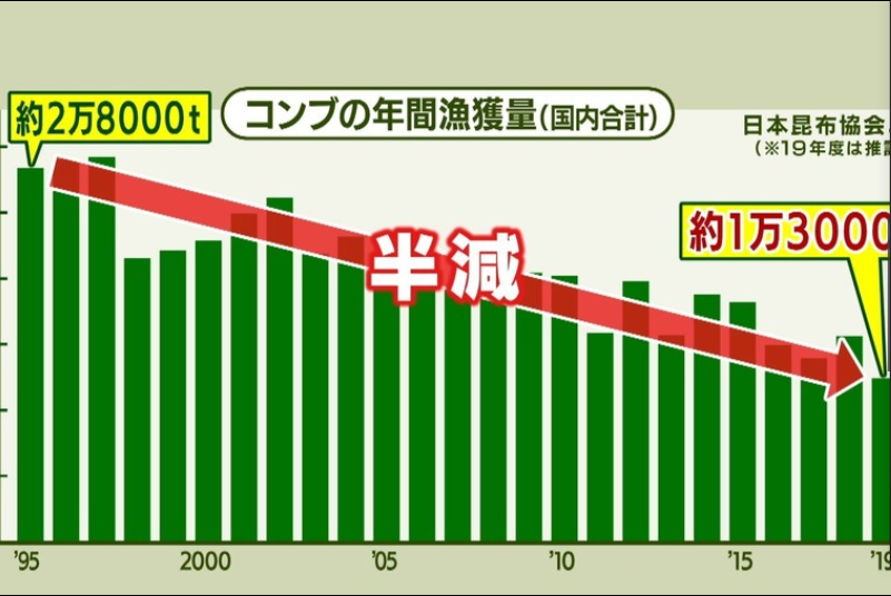 「红星新闻」日本海带减产严重 北海道海域发生了什么？