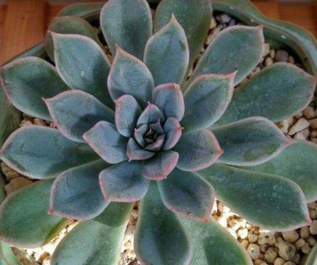 多肉中的月亮仙子养久了仙气十足层层花瓣真耐看