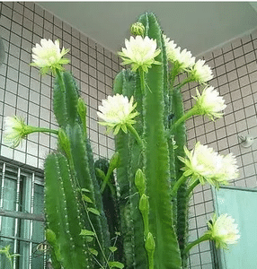 龙骨不开花教你三个小妙招龙骨花儿朵朵开