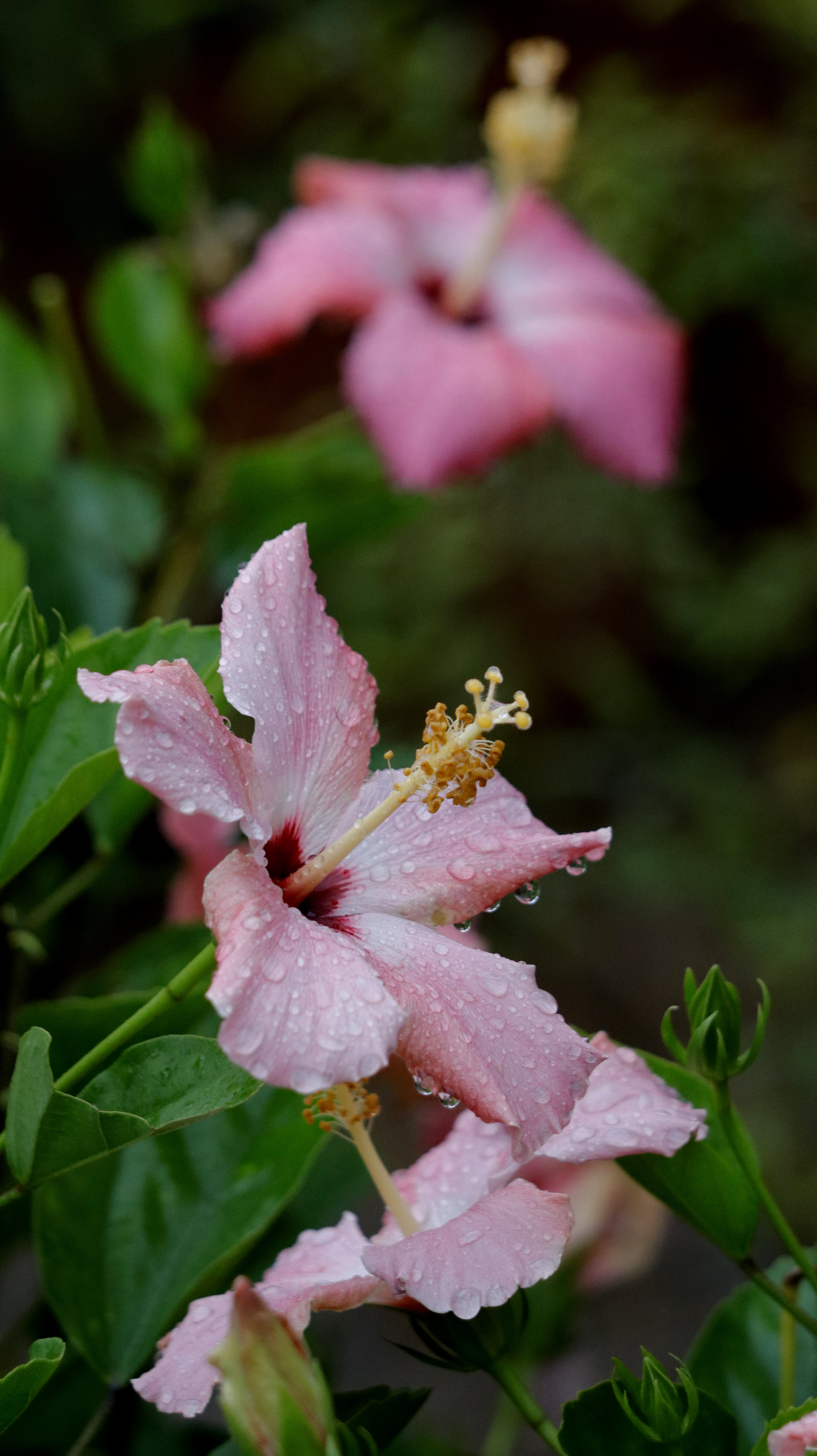 扶桑花被称为中国蔷薇,仿佛在诉说着羞涩而甜蜜的"新鲜恋情"