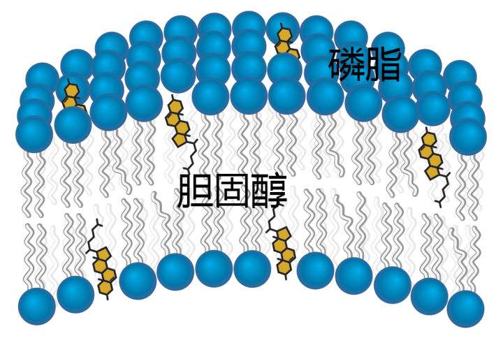 清淡饮食为什么胆固醇还会爆表专家告诉你胆固醇的来龙去脉