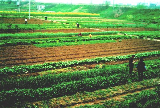 「农视网」占用永久基本农田？符合这些条件才可以！