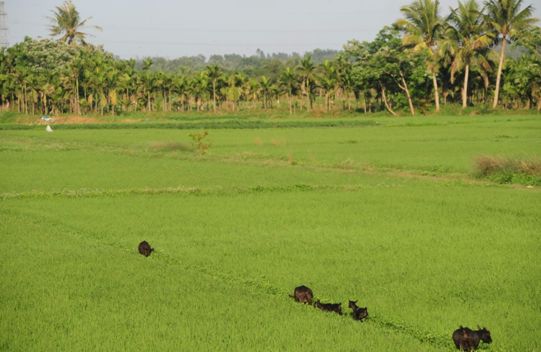 「农视网」占用永久基本农田？符合这些条件才可以！