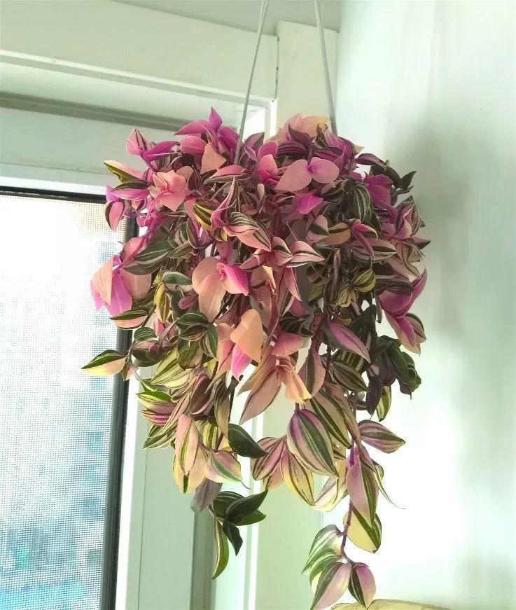 2种耐阴花摆家里有格调比绿萝吊兰都好看
