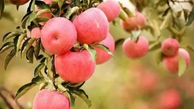农业科技报■2019苹果市场调查｜苹果产业如何布局才能更“红”？