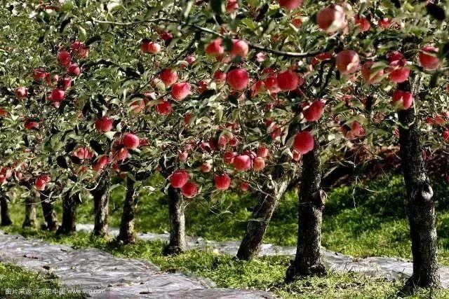 农业科技报■2019苹果市场调查｜苹果产业如何布局才能更“红”？