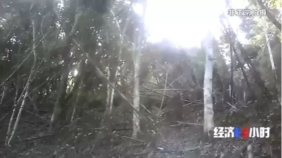 中国质量万里行■北回归线唯一“绿肺”正在哭泣！保护区森林树木被毒死、被砍伐