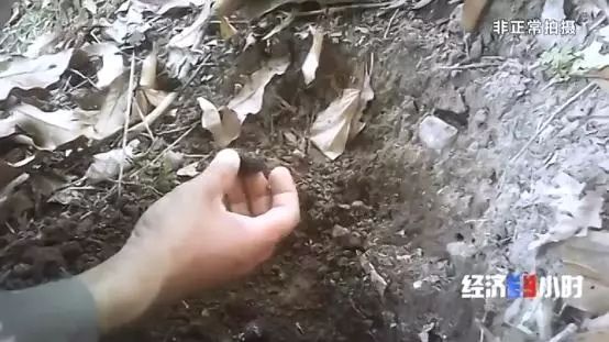 中国质量万里行■北回归线唯一“绿肺”正在哭泣！保护区森林树木被毒死、被砍伐