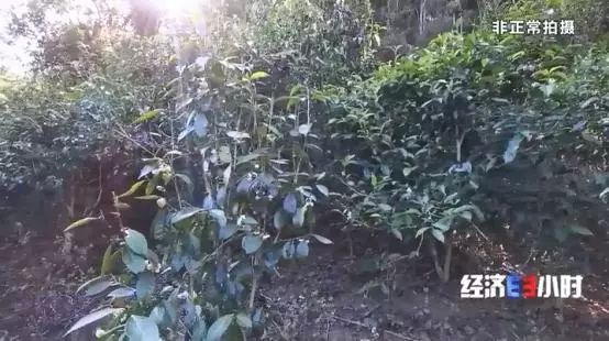 中国质量万里行■北回归线唯一“绿肺”正在哭泣！保护区森林树木被毒死、被砍伐