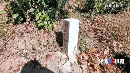 中国质量万里行■北回归线唯一“绿肺”正在哭泣！保护区森林树木被毒死、被砍伐