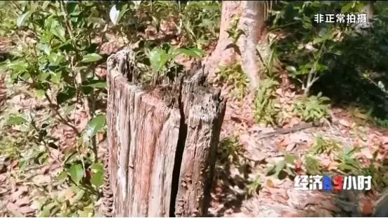 中国质量万里行■北回归线唯一“绿肺”正在哭泣！保护区森林树木被毒死、被砍伐