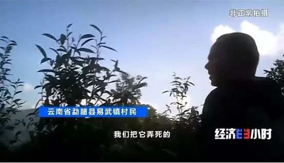 中国质量万里行■北回归线唯一“绿肺”正在哭泣！保护区森林树木被毒死、被砍伐