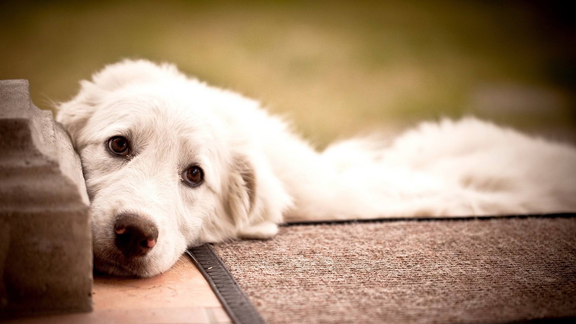 流浪动物被收养前后对比愿世界温柔以待