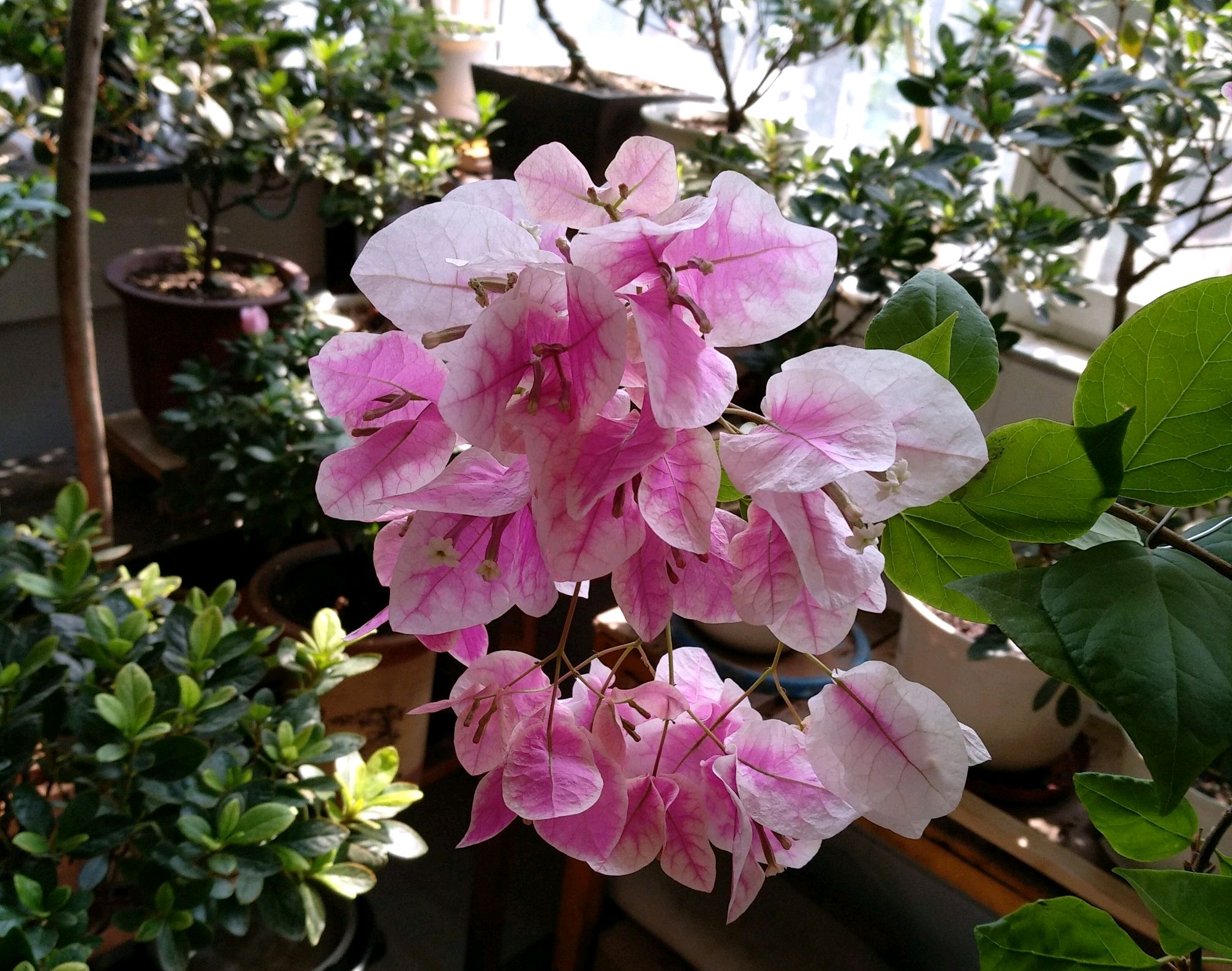 偏瘦的土壤更容易开花,但是冬季建议补基肥,为了保证开春以后枝繁叶茂