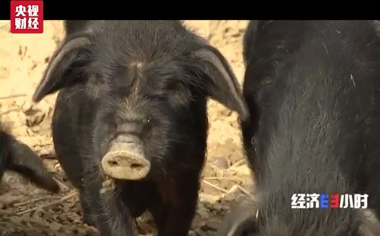 「中国质量万里行」一块地租给三家企业，当地政府却装糊涂！千万投资打了水漂……