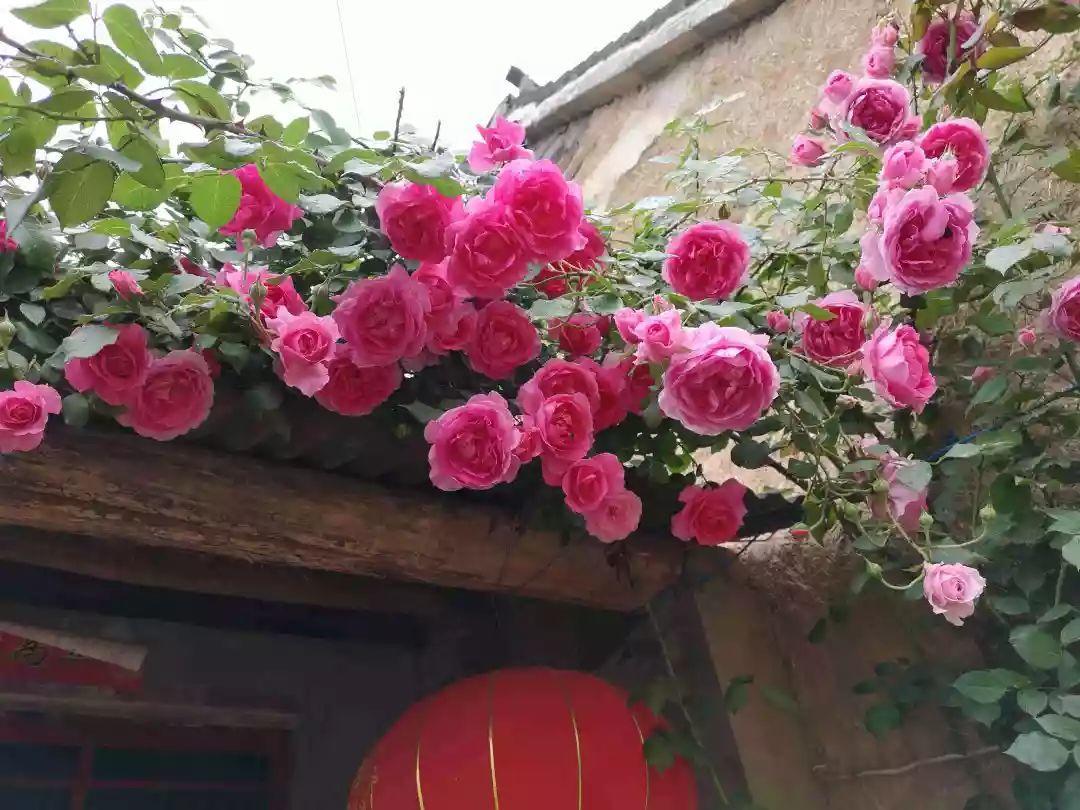 养花大全■老家有个小院子，房前屋后开满花，葡萄架下喝杯茶！
