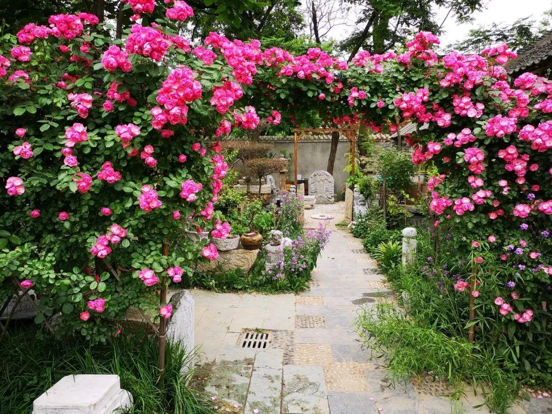 养花大全■老家有个小院子，房前屋后开满花，葡萄架下喝杯茶！