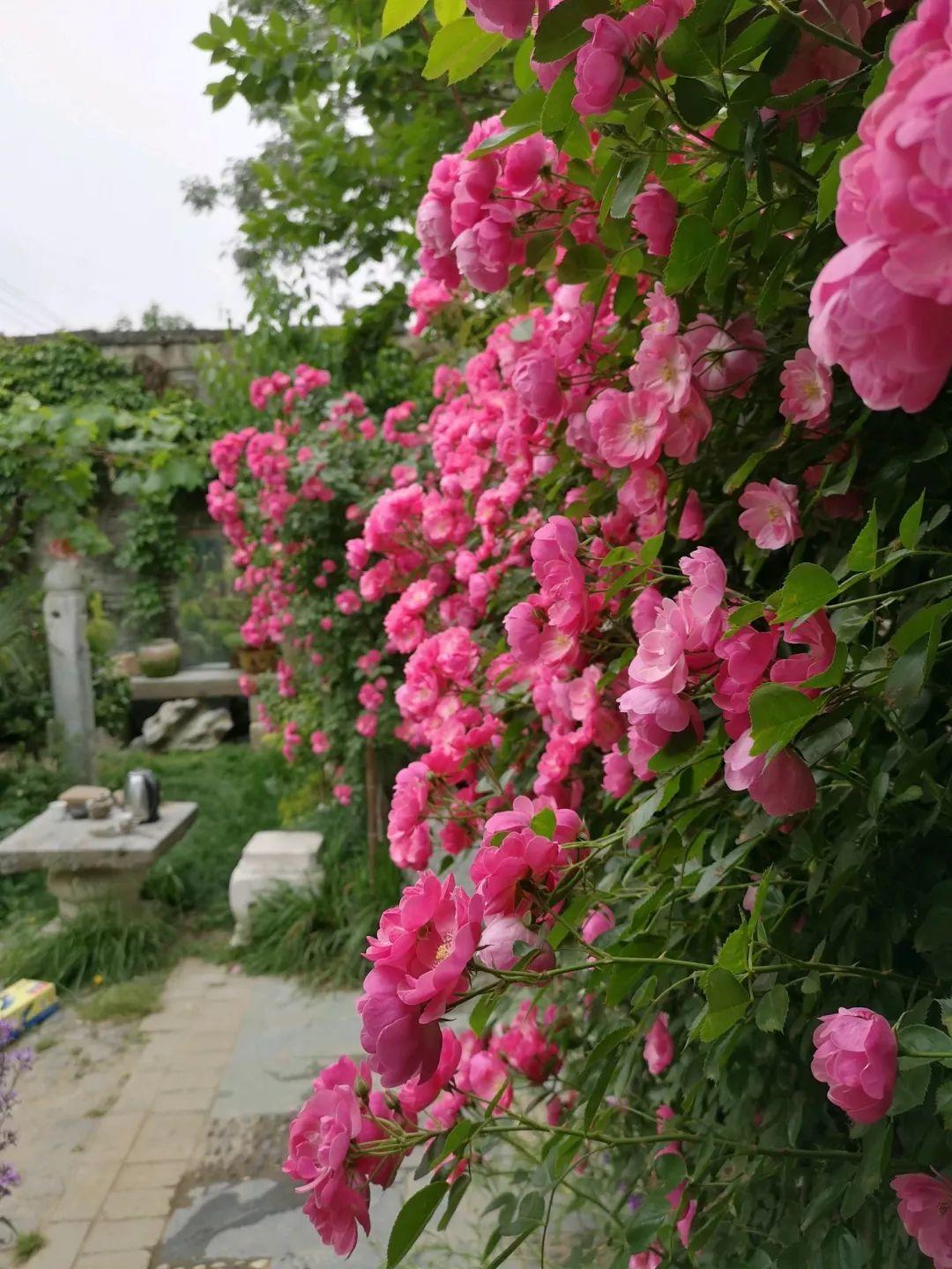 养花大全■老家有个小院子，房前屋后开满花，葡萄架下喝杯茶！