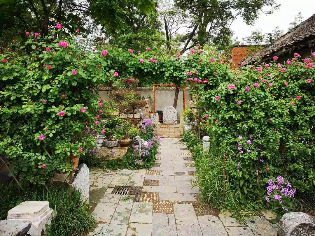 养花大全■老家有个小院子，房前屋后开满花，葡萄架下喝杯茶！
